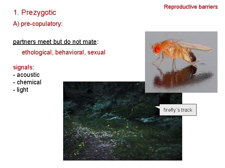 1. Prezygotic Reproductive barriers A) pre-copulatory: partners meet but do not mate: ethological, behavioral,