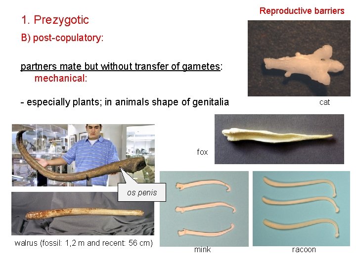 Reproductive barriers 1. Prezygotic B) post-copulatory: partners mate but without transfer of gametes: mechanical: