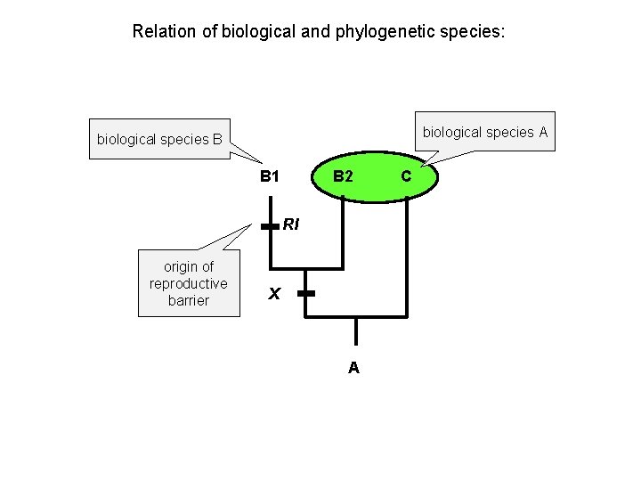 Relation of biological and phylogenetic species: biological species A biological species B B 1