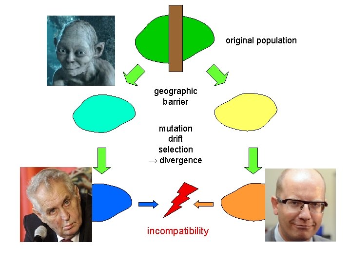 original population geographic barrier mutation drift selection divergence incompatibility 