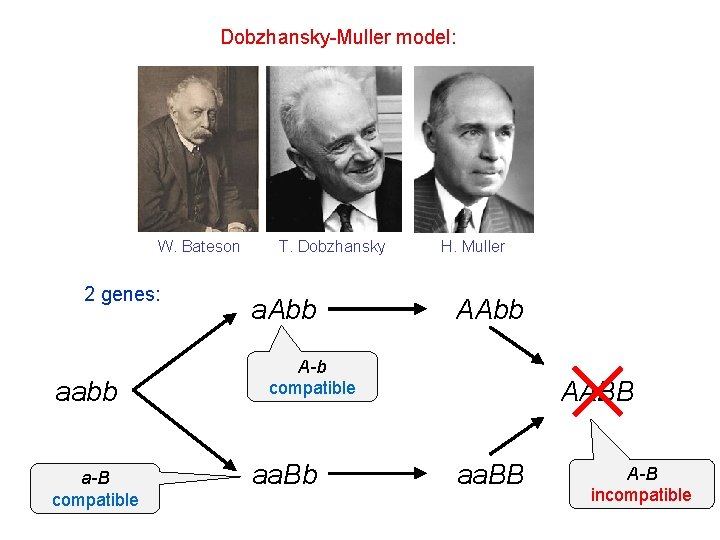 Dobzhansky-Muller model: W. Bateson 2 genes: aabb a-B compatible T. Dobzhansky a. Abb H.