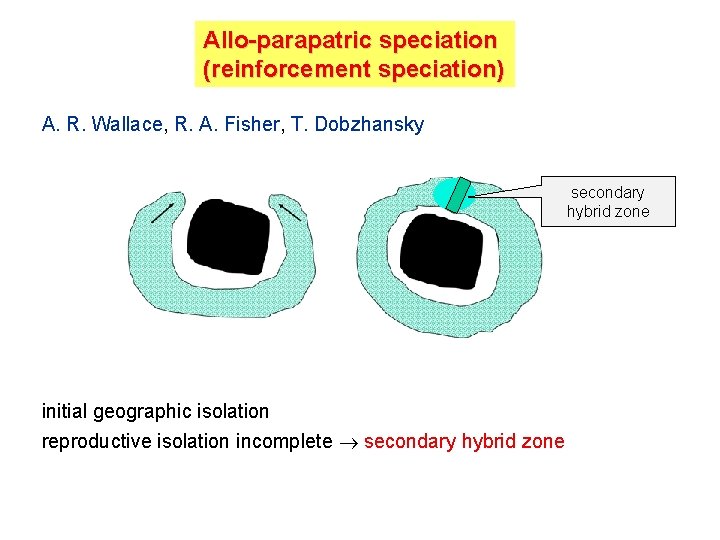 Allo-parapatric speciation (reinforcement speciation) A. R. Wallace, R. A. Fisher, T. Dobzhansky secondary hybrid