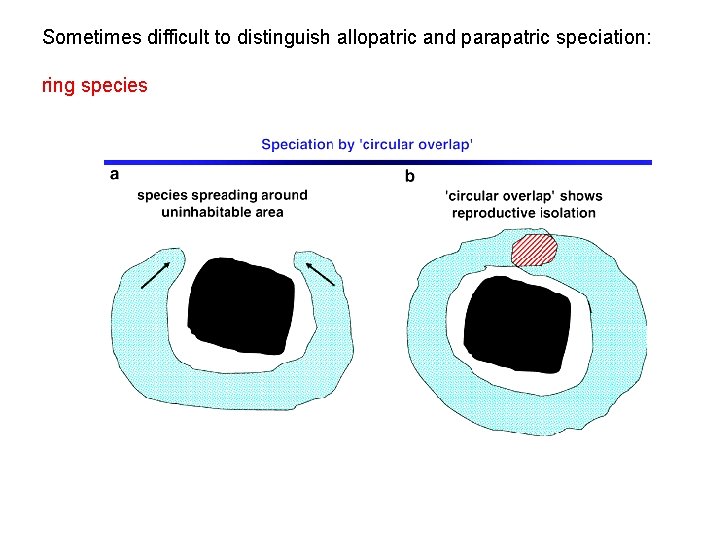 Sometimes difficult to distinguish allopatric and parapatric speciation: ring species 