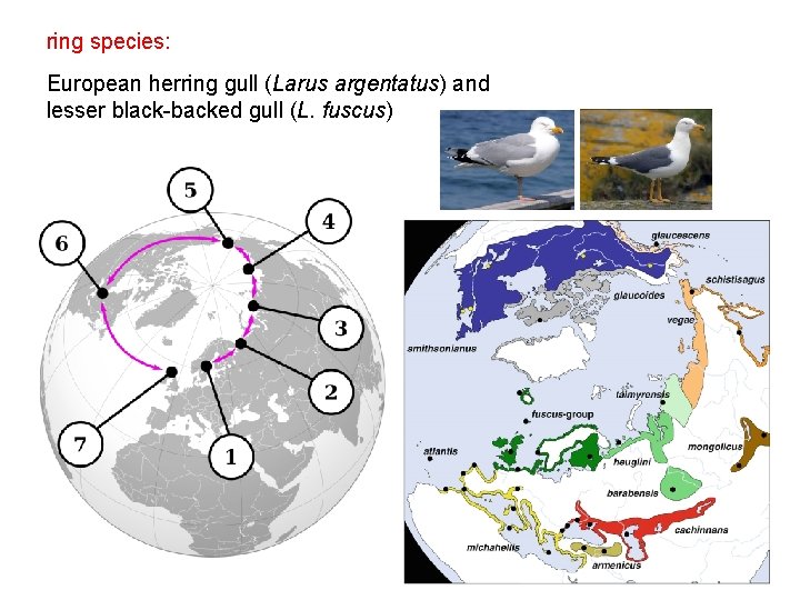 ring species: European herring gull (Larus argentatus) and lesser black-backed gull (L. fuscus) 