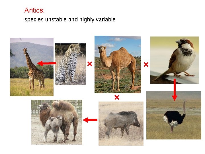 Antics: species unstable and highly variable 