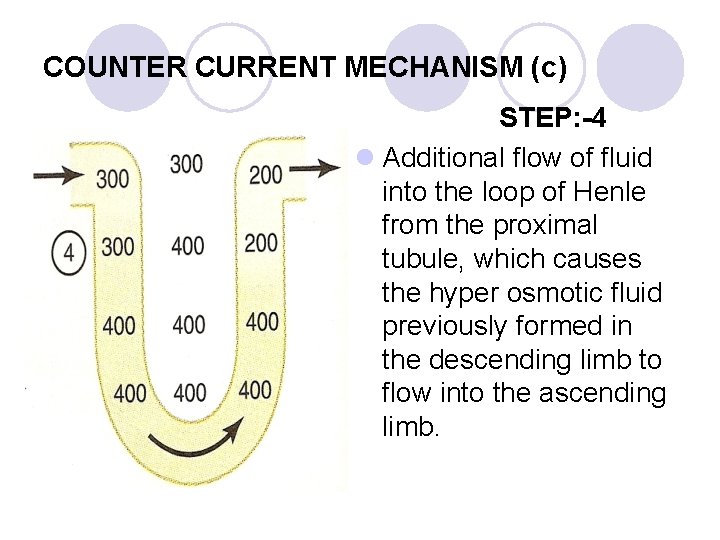 COUNTER CURRENT MECHANISM (c) STEP: -4 l Additional flow of fluid into the loop