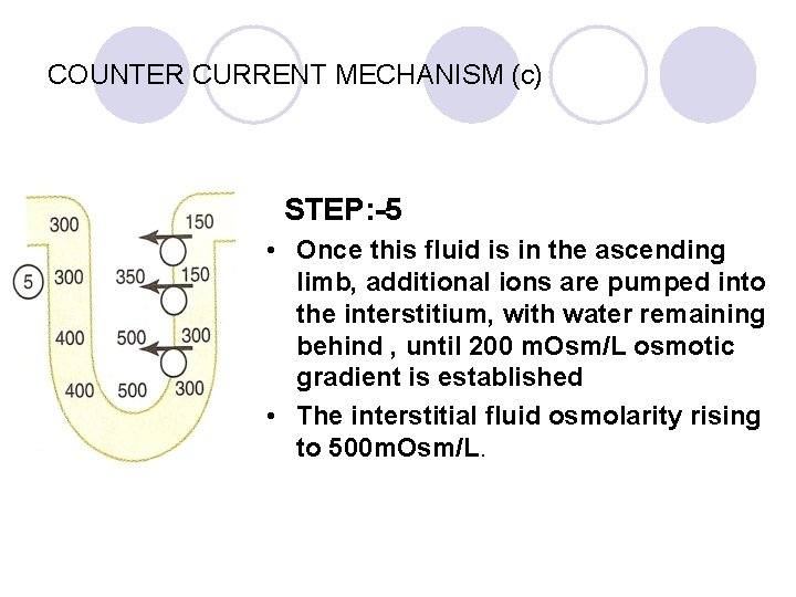 COUNTER CURRENT MECHANISM (c) STEP: -5 • Once this fluid is in the ascending