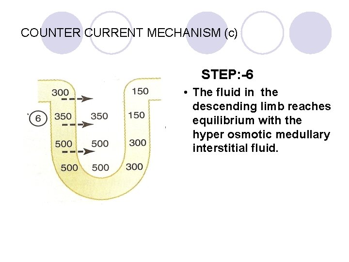 COUNTER CURRENT MECHANISM (c) STEP: -6 • The fluid in the descending limb reaches