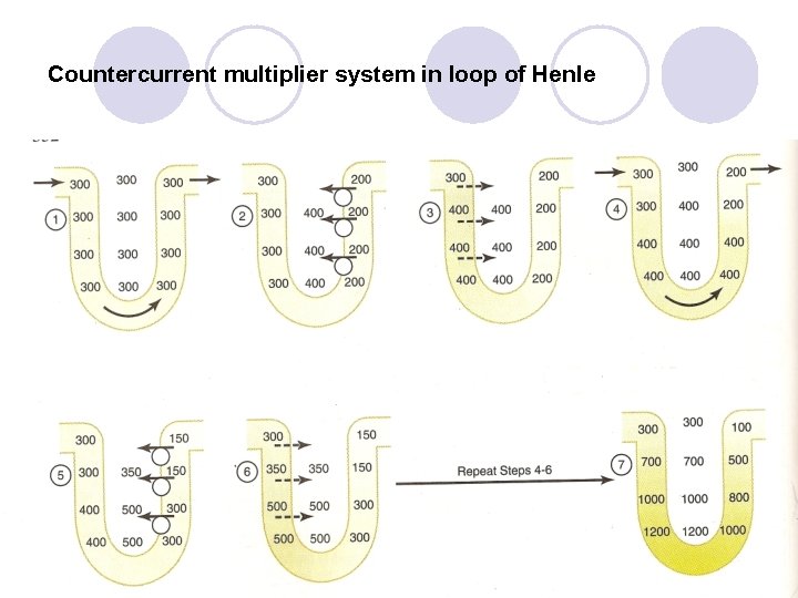 Countercurrent multiplier system in loop of Henle 