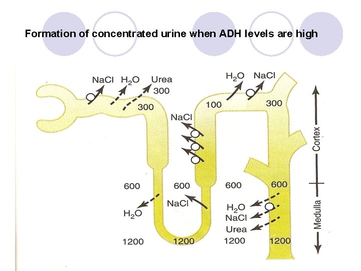 Formation of concentrated urine when ADH levels are high 