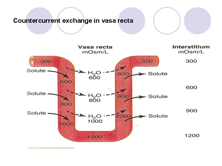 Countercurrent exchange in vasa recta 
