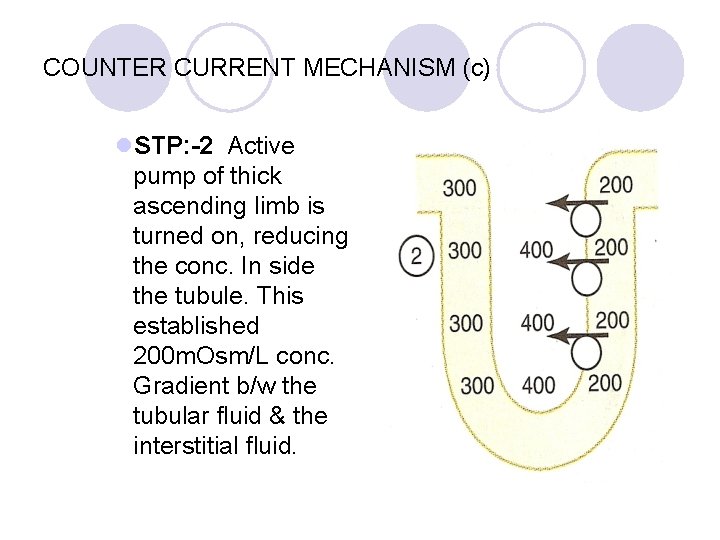 COUNTER CURRENT MECHANISM (c) l. STP: -2 Active pump of thick ascending limb is
