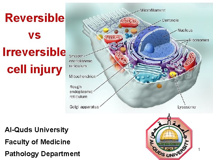 Reversible vs Irreversible cell injury Al-Quds University Faculty of Medicine Pathology Department 1 