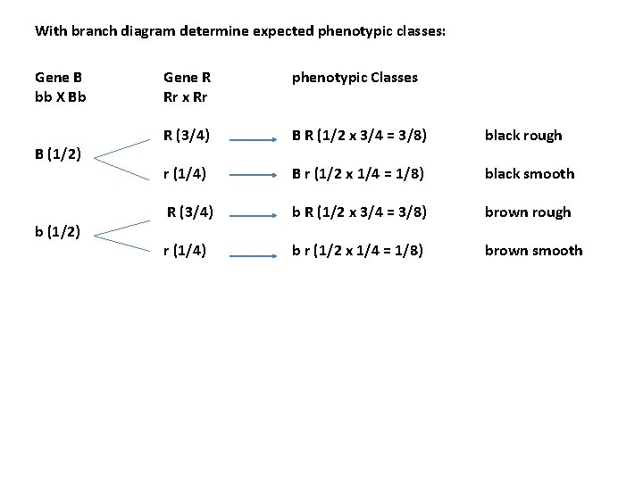 With branch diagram determine expected phenotypic classes: Gene B bb X Bb B (1/2)