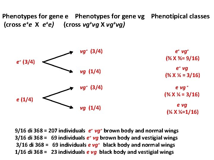 Phenotypes for gene e Phenotypes for gene vg Phenotipical classes (cross e+e X e+e)