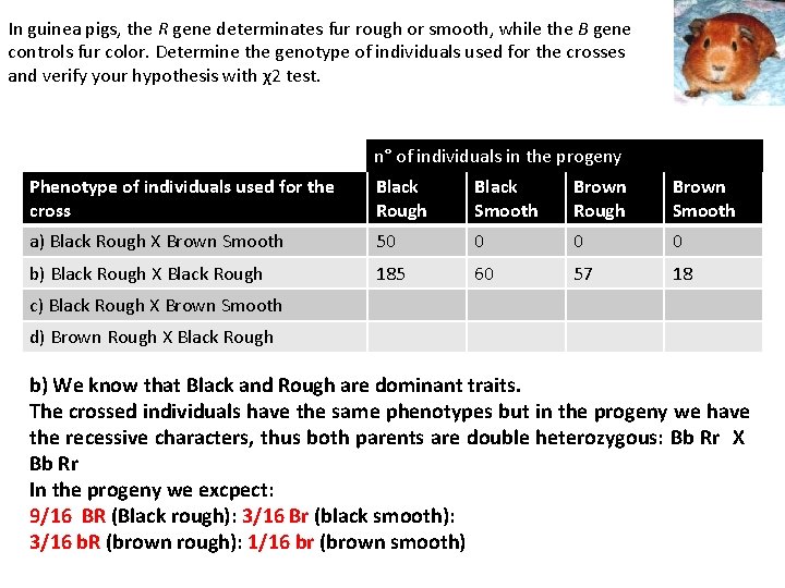 In guinea pigs, the R gene determinates fur rough or smooth, while the B