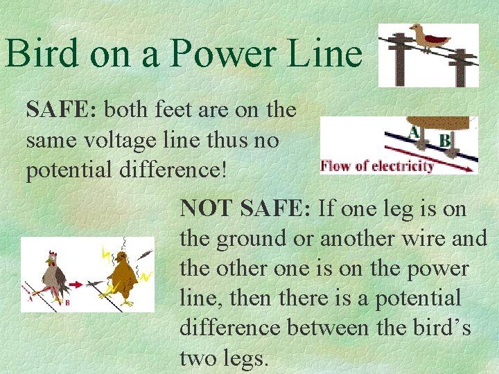 Bird on a Power Line SAFE: both feet are on the same voltage line