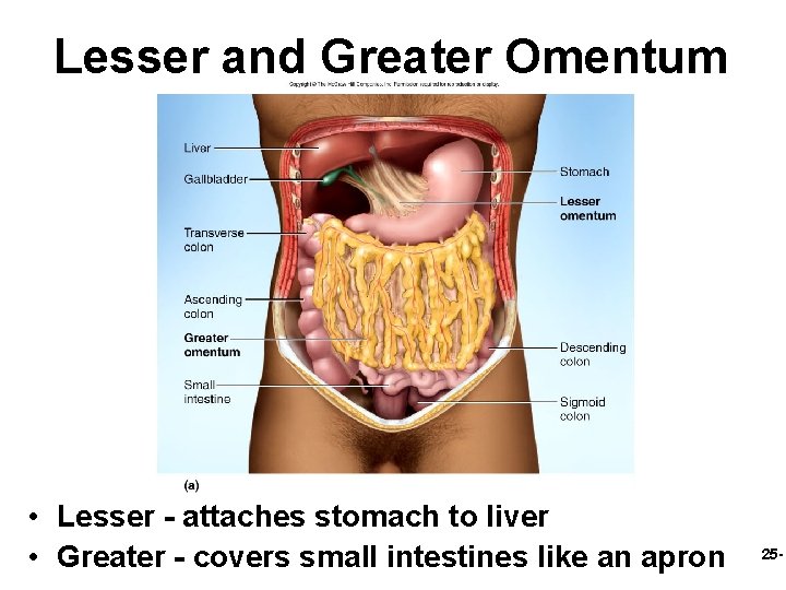 Lesser and Greater Omentum • Lesser - attaches stomach to liver • Greater -