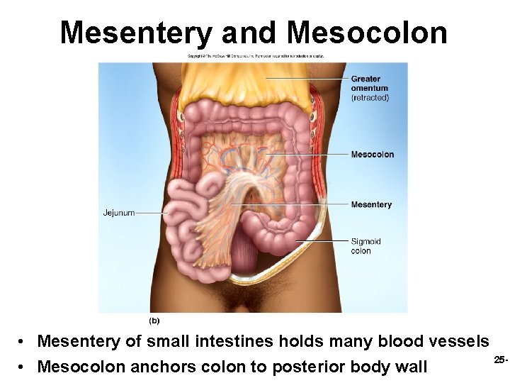 Mesentery and Mesocolon • Mesentery of small intestines holds many blood vessels 25 •