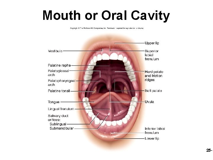 Mouth or Oral Cavity 25 - 