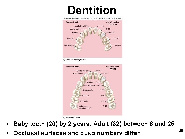 Dentition • Baby teeth (20) by 2 years; Adult (32) between 6 and 25