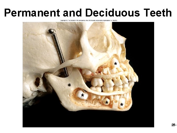 Permanent and Deciduous Teeth 25 - 