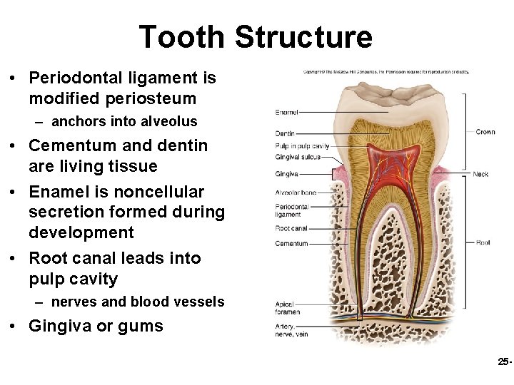 Tooth Structure • Periodontal ligament is modified periosteum – anchors into alveolus • Cementum