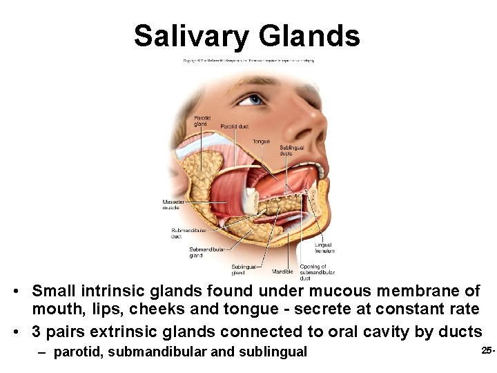 Salivary Glands • Small intrinsic glands found under mucous membrane of mouth, lips, cheeks