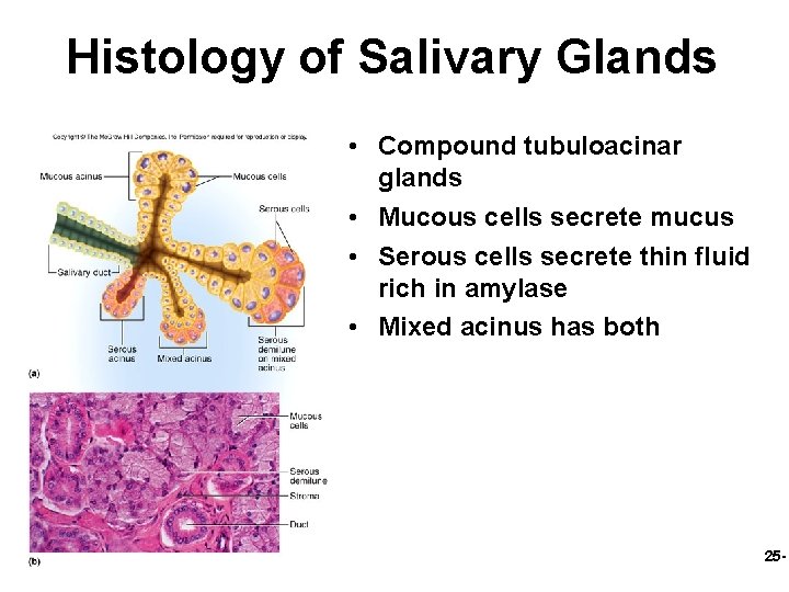 Histology of Salivary Glands • Compound tubuloacinar glands • Mucous cells secrete mucus •