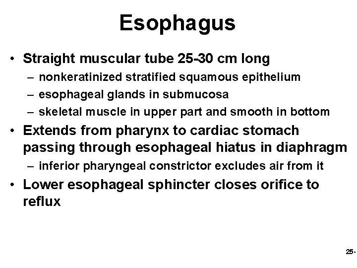 Esophagus • Straight muscular tube 25 -30 cm long – nonkeratinized stratified squamous epithelium