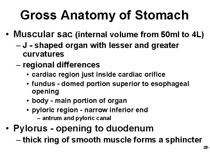 Gross Anatomy of Stomach • Muscular sac (internal volume from 50 ml to 4