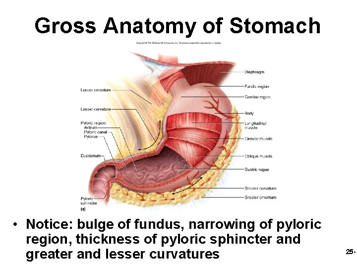 Gross Anatomy of Stomach • Notice: bulge of fundus, narrowing of pyloric region, thickness