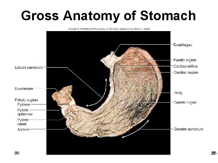 Gross Anatomy of Stomach 25 - 