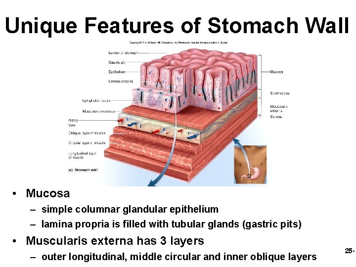 Unique Features of Stomach Wall • Mucosa – simple columnar glandular epithelium – lamina