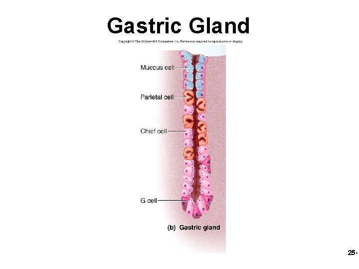 Gastric Gland 25 - 