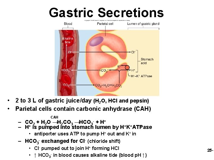 Gastric Secretions • 2 to 3 L of gastric juice/day (H 2 O, HCl