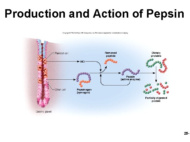 Production and Action of Pepsin 25 - 