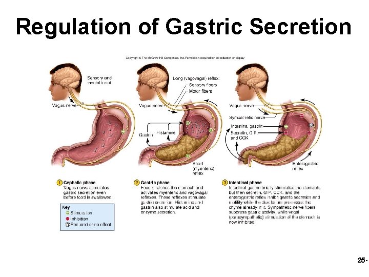 Regulation of Gastric Secretion 25 - 