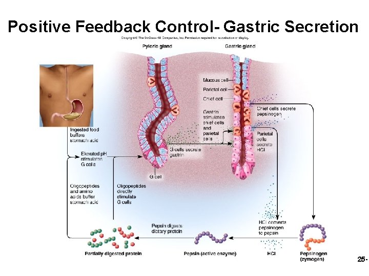 Positive Feedback Control- Gastric Secretion 25 - 