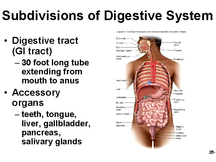 Subdivisions of Digestive System • Digestive tract (GI tract) – 30 foot long tube
