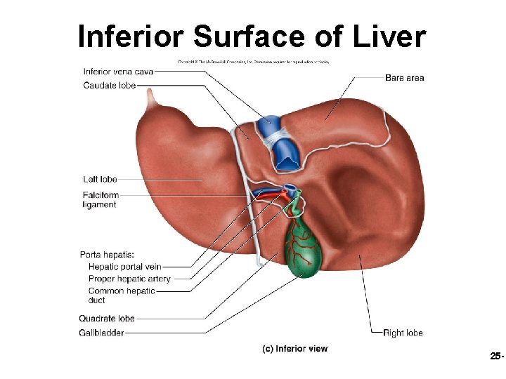 Inferior Surface of Liver 25 - 