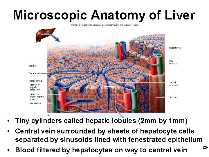 Microscopic Anatomy of Liver • Tiny cylinders called hepatic lobules (2 mm by 1