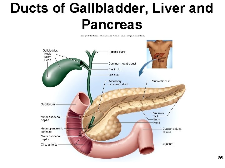 Ducts of Gallbladder, Liver and Pancreas 25 - 