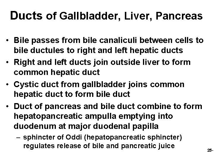 Ducts of Gallbladder, Liver, Pancreas • Bile passes from bile canaliculi between cells to