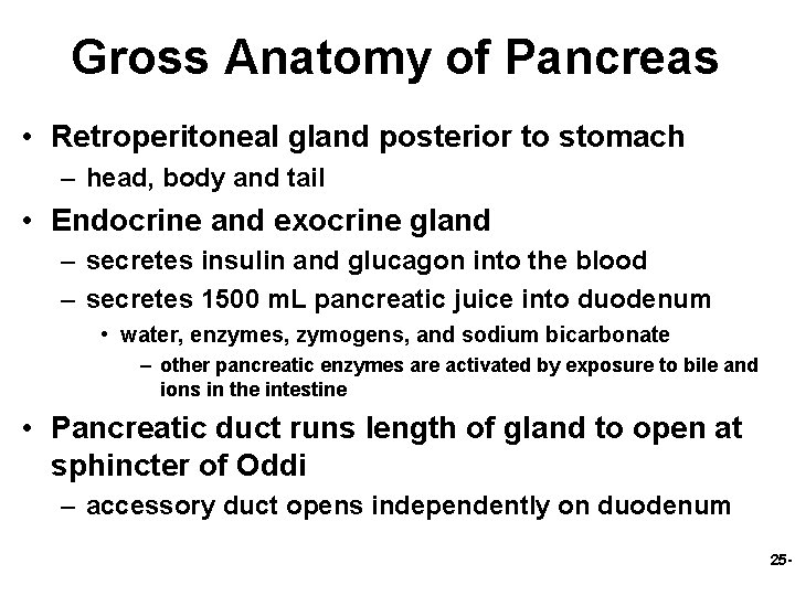 Gross Anatomy of Pancreas • Retroperitoneal gland posterior to stomach – head, body and