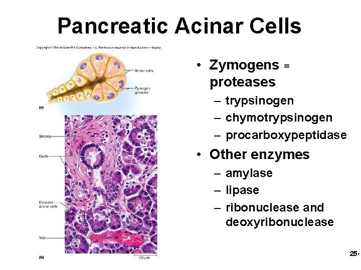 Pancreatic Acinar Cells • Zymogens = proteases – trypsinogen – chymotrypsinogen – procarboxypeptidase •