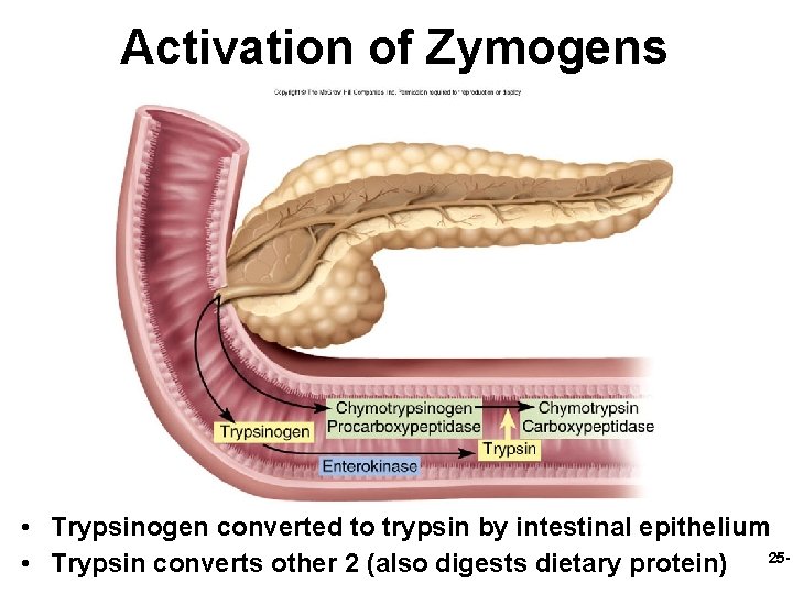 Activation of Zymogens • Trypsinogen converted to trypsin by intestinal epithelium 25 • Trypsin