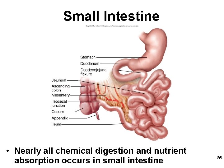Small Intestine • Nearly all chemical digestion and nutrient absorption occurs in small intestine