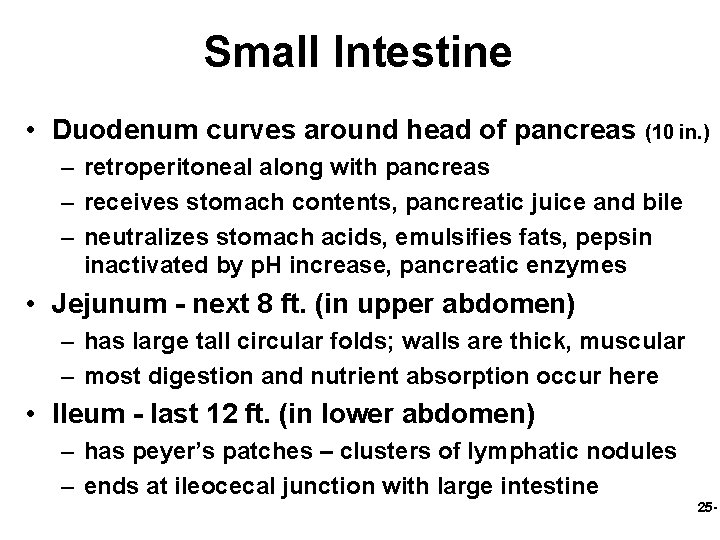 Small Intestine • Duodenum curves around head of pancreas (10 in. ) – retroperitoneal