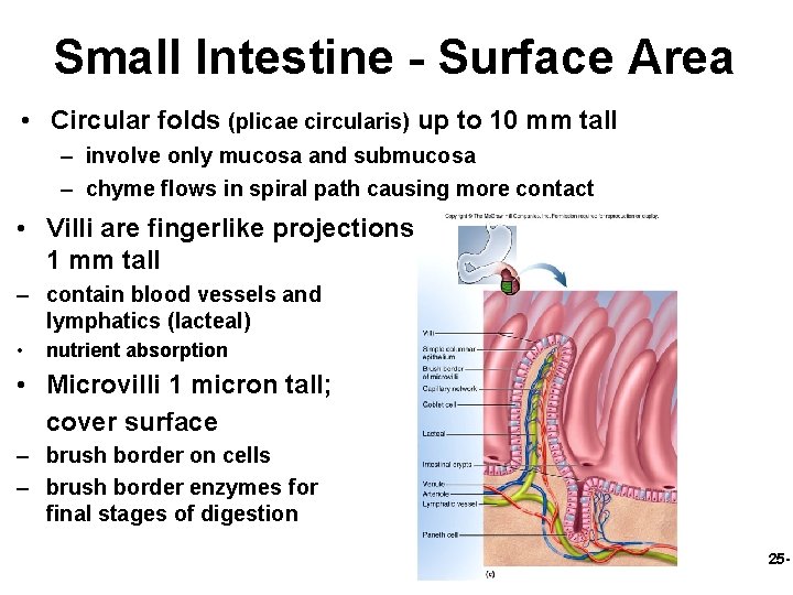 Small Intestine - Surface Area • Circular folds (plicae circularis) up to 10 mm